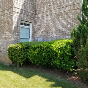 Bush Trimming by Complete Lawn Care reviewed on August 20, 2025