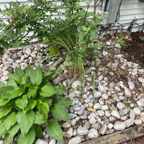 Flower Bed Weeding by We the people contractors reviewed on September 12, 2026