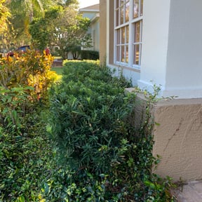 Bush Trimming by Finest Edge Lawn Care reviewed on August 21, 2025