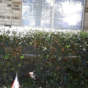 Bush Trimming by Rodriguez Lawn Care LLC reviewed on August 20, 2025