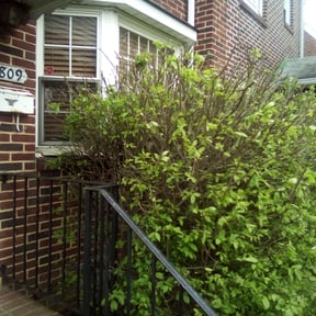 Bush Trimming by Ready lawn and landscaping reviewed on August 15, 2025