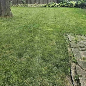 yard maintenance by B&M Paradise services LLC reviewed on August 18, 2025