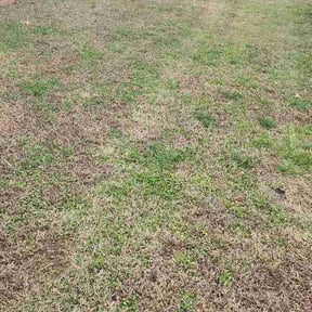 Leaf Removal by Memphis yards lawn service reviewed on March 12, 2026