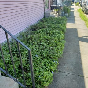 Bush Trimming by Mozelle Lawncare reviewed on August 19, 2025