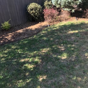Bush Trimming by The Thomas Firm LLC. reviewed on August 21, 2025