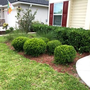 Bush Trimming by Front yard cowboy reviewed on August 19, 2025