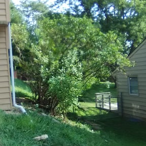 Bush Trimming by Cluchey's Lawn Services, Operator reviewed on August 19, 2025