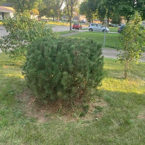 Bush Trimming by FRAMPTON&#039;S LAWN SERVICE reviewed on November 24, 2025