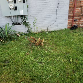 Bush Trimming by This & That reviewed on August 15, 2025