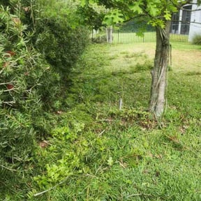 Bush Trimming by RC3 services reviewed on August 20, 2025