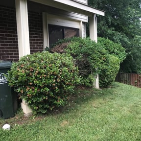 Bush Trimming by God's blessing reviewed on February 9, 2026