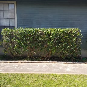 Bush Trimming by Jero's Landscape reviewed on August 19, 2025