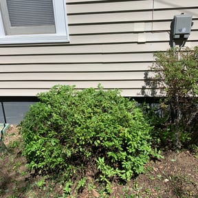 Bush Trimming by I'm Bless Lawn Care Services LLC reviewed on August 17, 2025