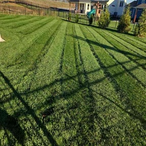 lawn care by Quion's Multi Services reviewed on June 17, 2025