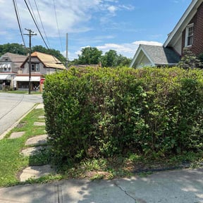 Bush Trimming by Perfect Touch Lawn & Landscaping reviewed on August 17, 2025