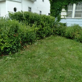 Bush Trimming by C&G lawncare reviewed on August 20, 2025