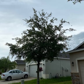 Bush Trimming by Checkpoint Lawn services reviewed on August 18, 2025