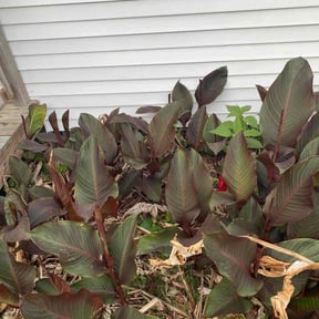 Flower Bed Weeding by Caesar’s Premier Landscaping reviewed on May 10, 2026