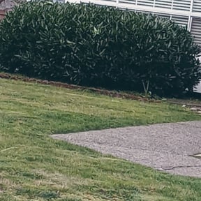 Bush Trimming by GrassFX Lawn Care reviewed on August 18, 2025