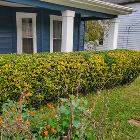 Bush Trimming by CDLandscapingFL reviewed on August 21, 2025