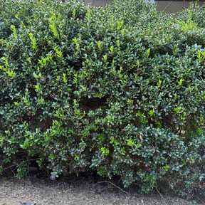 Bush Trimming by Integrity Lawn Care & More! reviewed on August 20, 2025