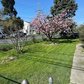 landscaping by Downs Tree & Lawn care reviewed on August 17, 2025