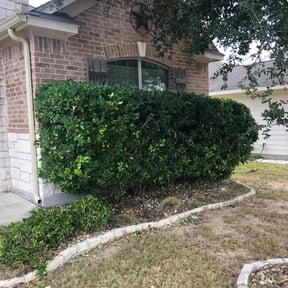 Bush Trimming by Brother's Irrigation and Landscaping reviewed on August 20, 2025