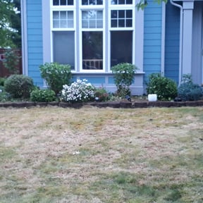 Bush Trimming by Lawnscape pros reviewed on August 19, 2025