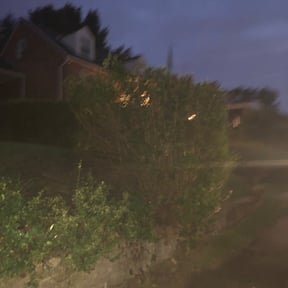 Bush Trimming by Fiechtner Landscape Services reviewed on August 18, 2025