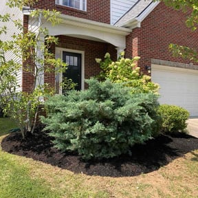 Mulching by Tovar lawn care services reviewed on August 15, 2025