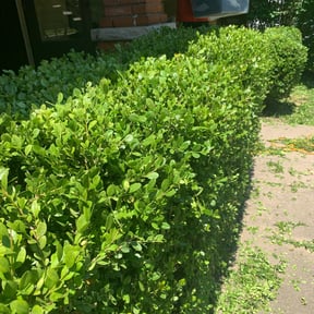 Bush Trimming by S&K Lawns & Landscapes reviewed on August 20, 2025