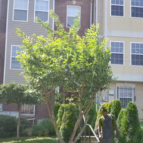Bush Trimming by Milos lawncare and landscaping reviewed on August 19, 2025