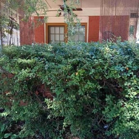 Bush Trimming by Lawn Samurai reviewed on August 18, 2025