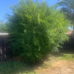 Bush Trimming by Mavrick reviewed on August 18, 2025
