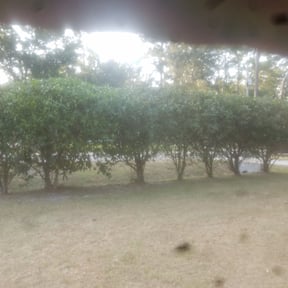 Bush Trimming by Leon lamcaspe service inc reviewed on August 21, 2025