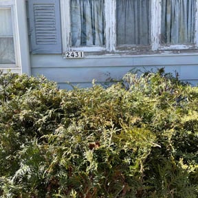 Bush Trimming by Denson's Total Lawn Care reviewed on August 20, 2025