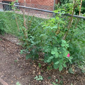 Bush Trimming by Green Leaf Lawn Service reviewed on November 19, 2025