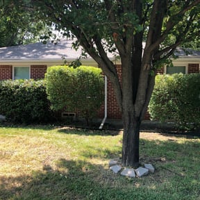 Bush Trimming by Kelpkuts LLC reviewed on August 16, 2025