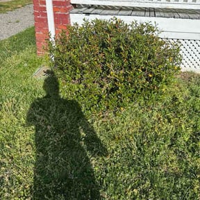 Bush Trimming by Wayne Howard reviewed on April 6, 2026