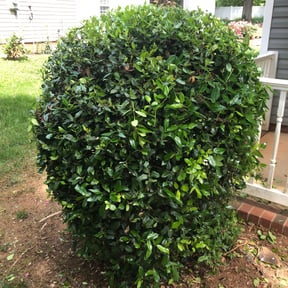 Bush Trimming by Mauler Mowing LLC reviewed on May 7, 2024