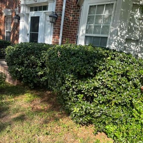 Bush Trimming by National Property Maintenance reviewed on August 19, 2025