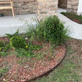 Bush Trimming by 3B Home Services Inc reviewed on August 21, 2025