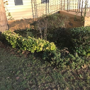 Bush Trimming by Precision Lawn & Property Services, LLC reviewed on August 20, 2025