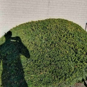 Bush Trimming by Green Missions Landscaping LLC reviewed on August 18, 2025