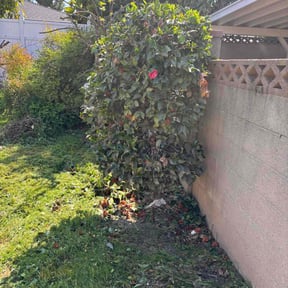 Bush Trimming by Real care property maintenance reviewed on August 19, 2025