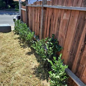 Bush Trimming by Swartz Lawn & Property Maintenance reviewed on August 15, 2025