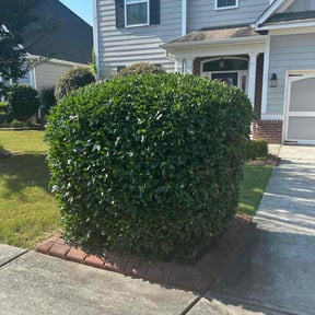 Bush Trimming by AC LAWNCARE reviewed on August 20, 2025