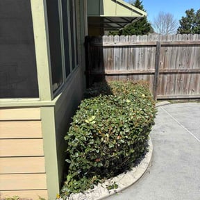 Bush Trimming by 3dcleancuttz reviewed on April 21, 2026