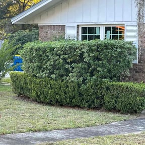 Bush Trimming by CM Lawn Service reviewed on August 16, 2025