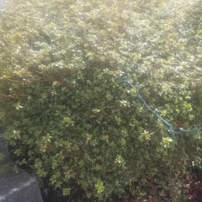 Bush Trimming by R J Lawn Care reviewed on August 17, 2025